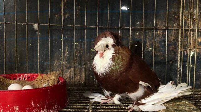 Brown Crested Fancy Pigeon Guarding Two White Eggs in a Red Nesting Bowl