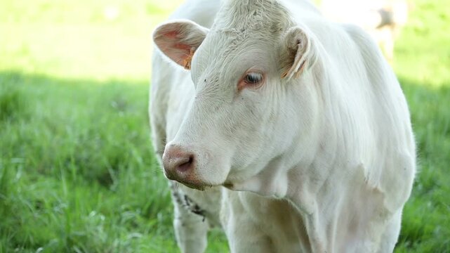 Portrait d'une vache charolaise dans un pr&eacute; au printemps, puis arriv&eacute;e d'une deuxi&egrave;me vache en superposition devant