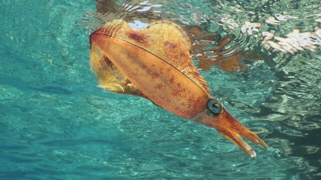 squid  underwater  calamari drifting and swimming underwater close and slow ocean scenery animal cephalopod : Decapodiformes loligo vulgaris