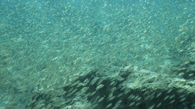 juvenile dusky spinefoot fish school moving together in shallow water