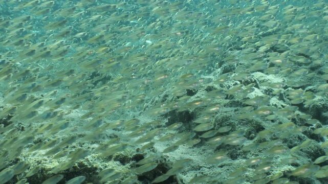 juvenile dusky spinefoot fish school moving together in shallow water
