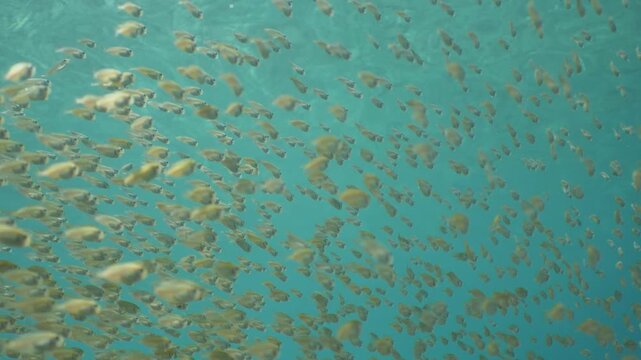 juvenile dusky spinefoot fish school moving together in shallow water