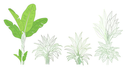 Tropical Plants Collection: Banana Tree and Lush Green Foliage Illustrations © nia
