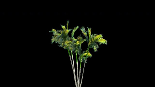 Slender Palm Trees with Wind Motion 3D Animation on Transparent Alpha Channel