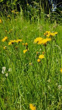 Yellow hawkweed blooming among vibrant green grass in a summer meadow