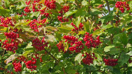 Abundant clusters of vibrant red guelder rose berries hanging on green branches in autumn © Karina