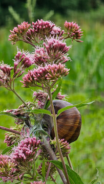 Snail clinging to pink joe pye weed blooming in a vibrant summer meadow