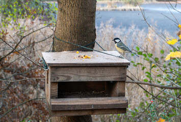A great tit bird stands on a wooden feeder attached to a tree trunk, eating seeds. Blurred lake and dry reeds in the background create a natural wildlife scene in late autumn environment. © Volha
