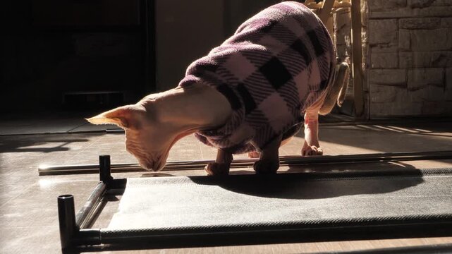 Curious sphynx cat in warm clothing explores shiny steel tubes on floor, sniffing, touching and biting. Inquisitive hairless pet. Cat thinking and curiosity about world.
