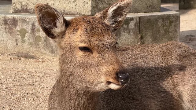 Close Up of A Deer Face Cud Chewing