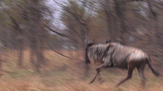 Intense handheld shot of wildebeest stampeding through trees across Serengeti National Park, Tanzania, sprinting full speed through dry savannah in Africa, during the Great Migration period.