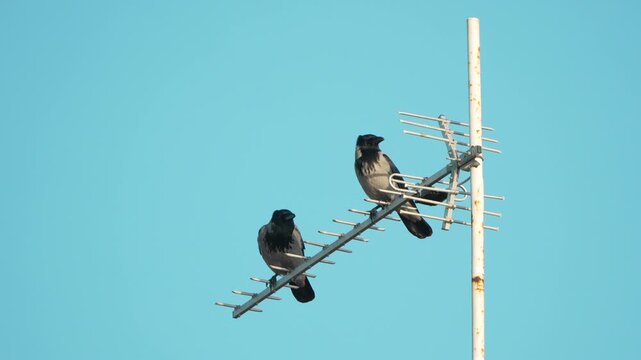 Crows antenna perching, two hooded crows resting on a rusty television antenna against a bright clear blue sky.