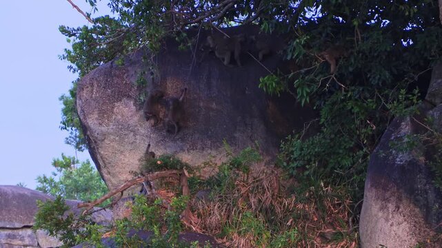 Handheld video of a playful baboon family using hanging vines to scale a steep rock face and reach a massive boulder in remote Serengeti National Park, Tanzania, Africa.