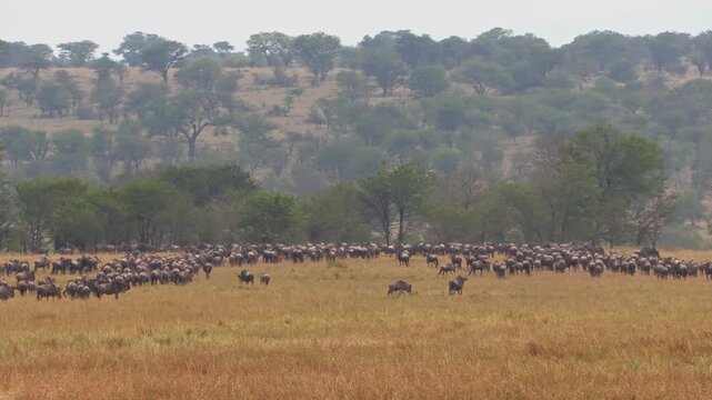 Slow zoom-in of a massive wildebeest herd gathering by the tree line, then stampeding across Serengeti plains during the Great Migration in Tanzania, Africa.