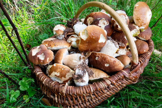 wicker basket filled with porcini mushrooms picked in the forest in autumn