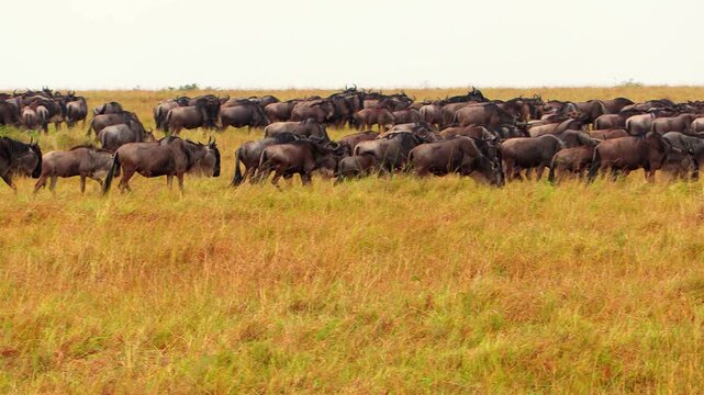Handheld close-up of a handful of wildebeest grazing calmly before a sudden stampede during the Great Migration in Serengeti National Park, Tanzania, Africa.