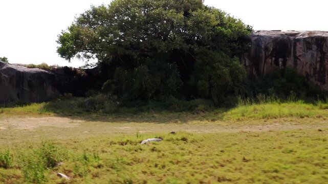 Handheld forward-facing shot from an open-top safari vehicle driving toward a massive, isolated rock hill on the open plains of Serengeti National Park, Tanzania, Africa.