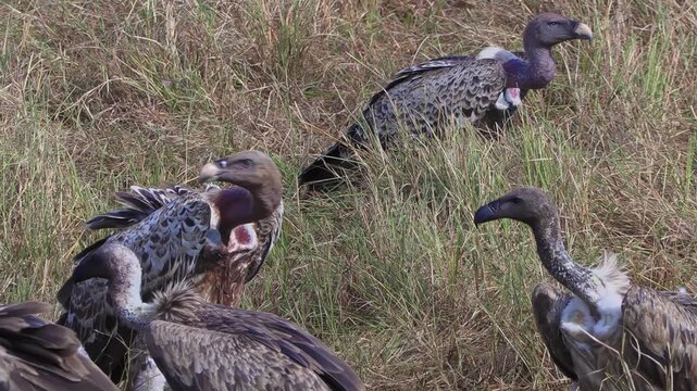 Handheld close-up of vultures swarming and fighting over a carcass on the open plains of Serengeti National Park, Tanzania, Africa, under scorching midday sun.
