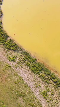 Eagle Bird flying over island along murky water riverbank in haor region in Bangladesh.