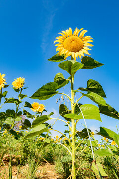 Close-up of a beautiful sunflower flower in summer under the sun.