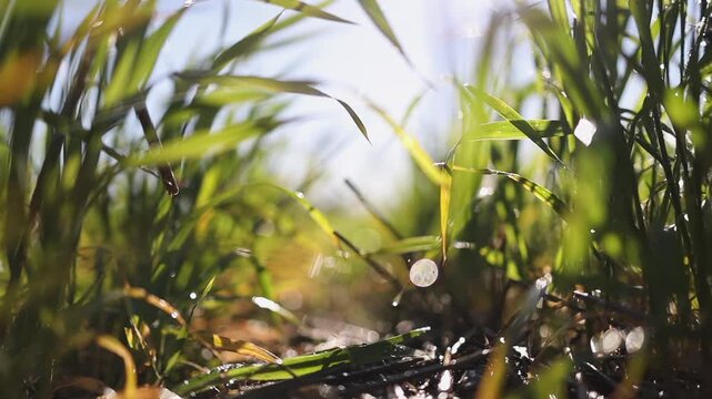 Ground level close up of green grass as irrigation nozzle waters crop
