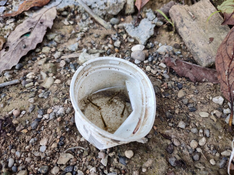 Mosquito larvae (Jentik nyamuk, Culicidae) thrive in the stagnant water of a discarded plastic cup left carelessly on the littered ground.