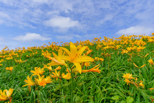 Tobishima kanzo flowers blooming at Onogame on Sado Island, Niigata, Japan