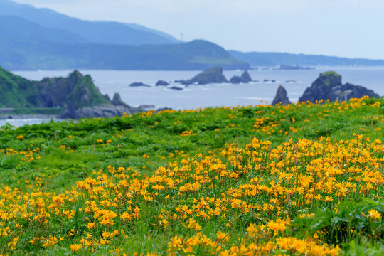 Tobishima kanzo flowers blooming at Onogame on Sado Island, Niigata, Japan