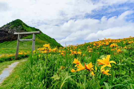 Tobishima kanzo flowers blooming at Onogame on Sado Island, Niigata, Japan