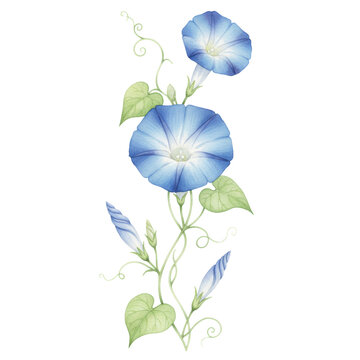 Watercolor painting of blue morning glory flowers with spiraled buds and heart-shaped leaves on a transparent background, creating a serene botanical atmosphere