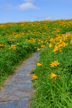 Tobishima kanzo flowers blooming at Onogame on Sado Island, Niigata, Japan