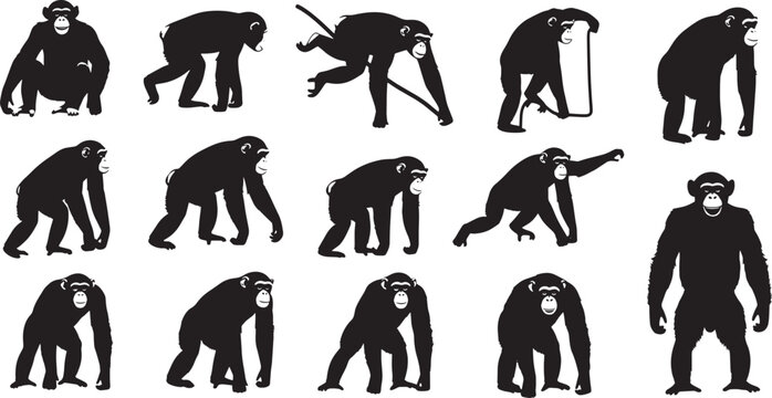 A dynamic collection of black chimpanzee silhouettes illustrating various poses and activities, perfect for educational materials, graphic design projects, and wildlife conservation themes