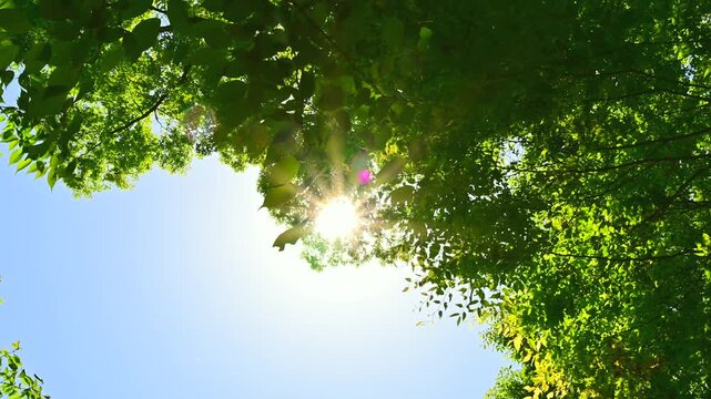 新緑の木から漏れる太陽の光