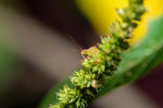 Leptocorisa oratoria, the rice ear bug, is an insect from the family Alydidae, the broad-headed bug