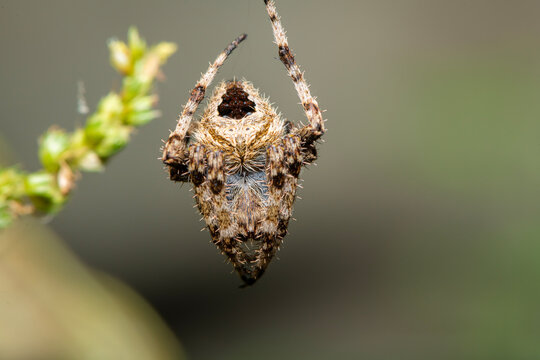 Neoscona, spotted orb-weavers, barn spiders