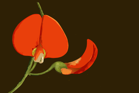 A vibrant digital painting of a flame colored glorybower flower in bloom