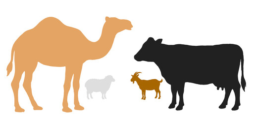 Obraz premium Camel, sheep, cow and goat for eid adha