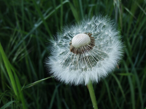 Dandelion Seed Head