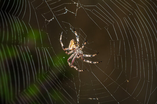 Neoscona, spotted orb-weavers, barn spiders