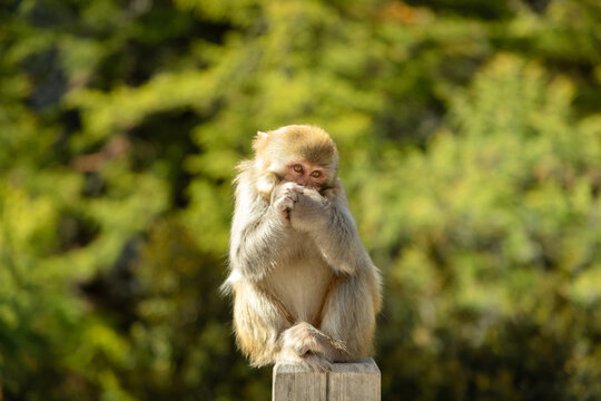 Wild monkey sitting on the log of wood