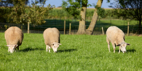 Naklejka premium Three peaceful sheep graze in a lush green meadow under a blue sky. Rural farm scene with trees and fence in the background, showing tranquil farm life and livestock.
