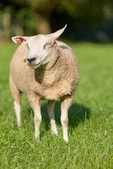 Fototapeta premium A cream-colored sheep stands contentedly in a vibrant green pasture under bright sunlight. Its eyes are closed or squinting, enjoying the warmth of the day.