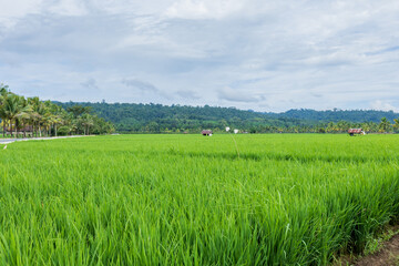 Obraz premium Beautiful landscape of vast green rice paddies with hills and coconut trees in the distance