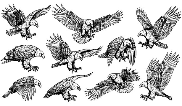 Realistic eagle sketch vector set with multiple flying landing and perched poses detailed bird line art isolated on white