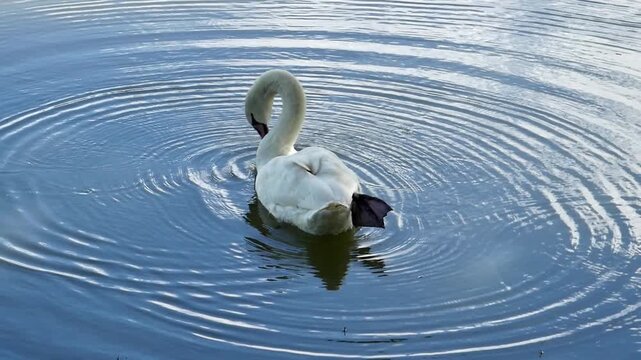 A graceful white swan swimming peacefully in a calm lake with soft blue water reflections. Elegant wildlife in a natural pond.