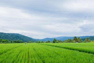 Fototapeta premium wide angle view of expansive green rice paddies stretching toward a line of forest covered mountains