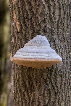Huba na pniu drzewa, grzyb nadrzewny w lesie, naturalna struktura kory i owocnika.