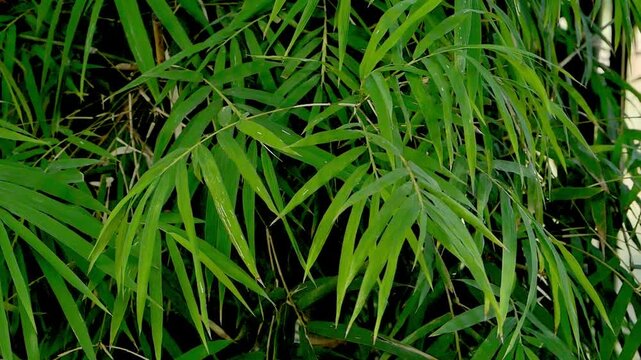 Close-up of lush green bamboo leaves filling the frame. Fresh tropical foliage texture for environmental and nature projects.