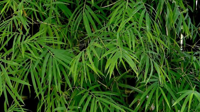 Close-up of lush green bamboo leaves filling the frame. Fresh tropical foliage texture for environmental and nature projects.