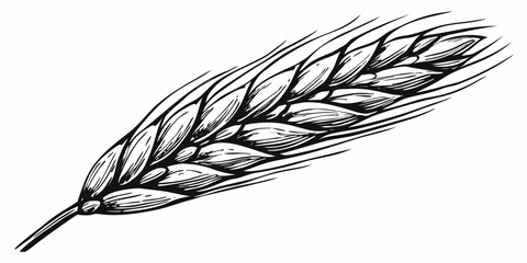 A detailed black and white sketch of a single wheat stalk © Satyajit